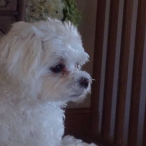 Meet your Posher, Janet